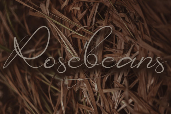 Rosebean: A Delicate Script Font for Elegant Branding